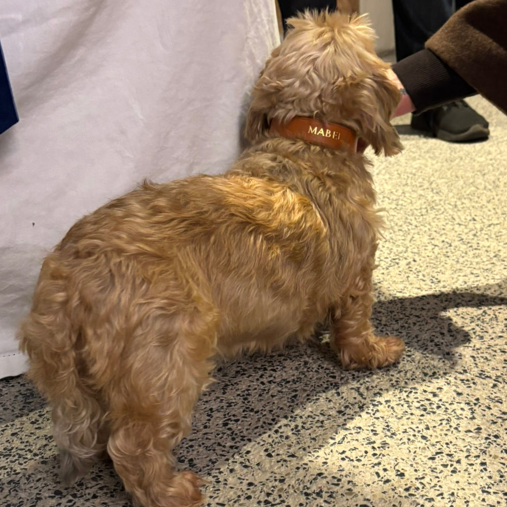 English Bridle Dog Collar in Tan