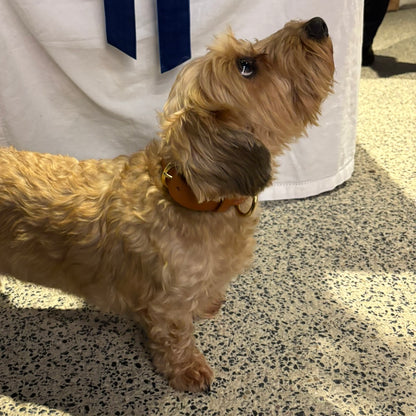English Bridle Dog Collar in Tan